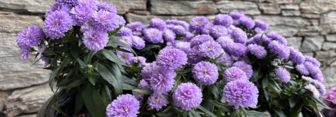 Aster Banner Image.JPG